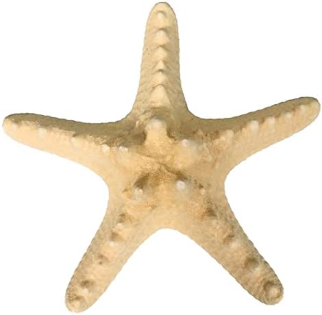 Калкасл Занает 3 КОМПЈУТЕР Природна Вистинска Сушена Филипинска Морска Ѕвезда