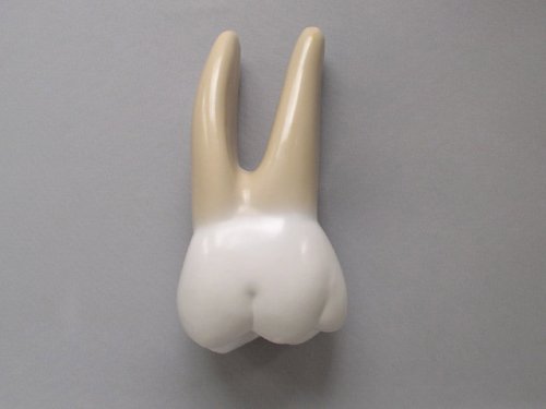 Модел На Човечки Заби - Голем Комплет Од 3 Парчиња