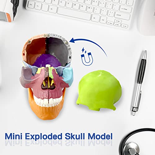 Експлодираниот модел на череп, мини експлодирал модел на анатомија на черепот за проучување за човечки череп, моделот на череп вклучува