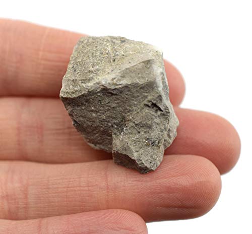 6pk суров сив варовник, седиментни примероци на карпи - приближно. 1 - Избран геолог и рачно обработено - одлично за научни училници