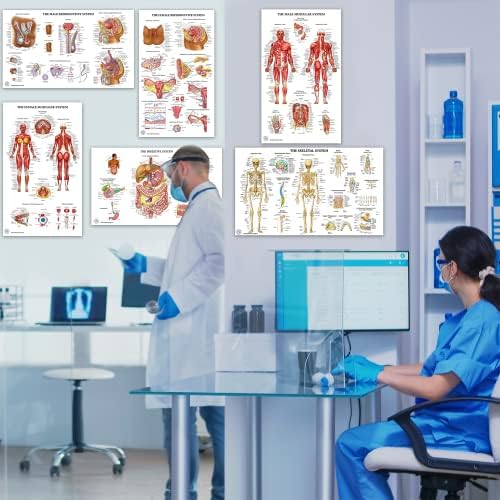 12 Постери За Човечка Анатомија - Медицински Постери, Циркулаторни, Скелетни, Машки Женски Мускулни, Лимфни, Репродуктивни, Нервни,