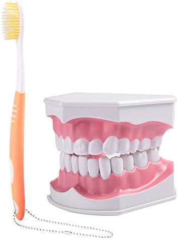 Стоматолошки модел, модел на заби за возрасни заби и четка за заби со отстранлив модел на настава за заби со висок степен