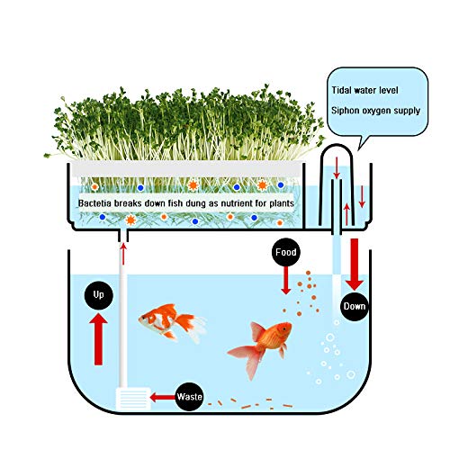 Хидропонична градина Аквапонски резервоар за риби Растение на системот за растење на семето за само-чистење на семето