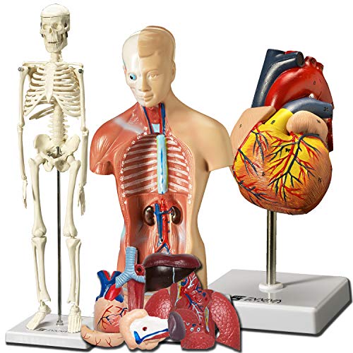 Еввива Науки Човечкото Срце, Торзото И Скелетот Модели-Рацете НА 3д Модел Студиски Алатки За Анатомија И Физиологија Студенти