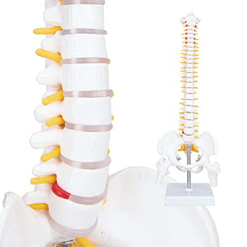 Модел на човечки 'рбет lvchen - 45 см Мини' рбетниот колона модел 1/2 од нормална скала на возрасен 'рбет