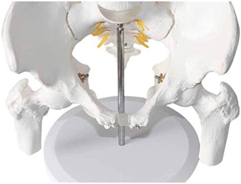 Model Model Model, Научна човечка анатомија, лумбална 'рбет со карлична нога човечки анатомски модел што може да се одвои за одвојување