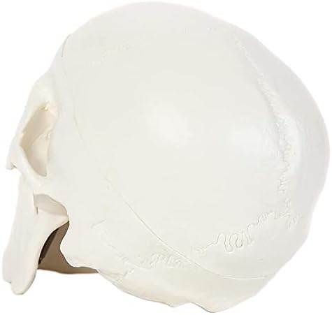 Сличен на човечки череп Анатомски модел, човечки анатомија на скелетот на главата на главата 4.5x3.5x3.5 in, вклучува целосен сет на заби, отстранлив капа на черепот и арт