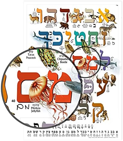 Хебрејски постери за животни/табела за деца со печатење и курзивна хебрејска азбука совршена за почетници на ученикот на хебрејски јазик