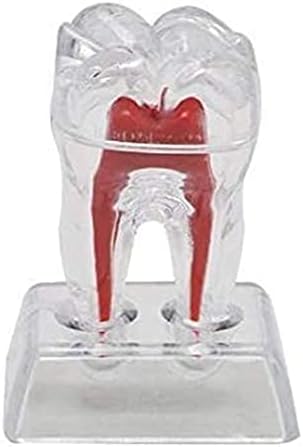 Модел на настава PSVOD, модел на заби за заби од 2 парчиња, модел на заби за заби модел на анатомија модел, модели на наука за стоматолошка грижа